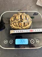 Tortues pardalis, Dieren en Toebehoren, Reptielen en Amfibieën