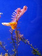 Albino metal red lace guppen, Dieren en Toebehoren