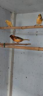 Kanaries, Dieren en Toebehoren, Vogels | Kanaries
