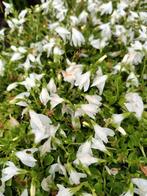 Mazus Reptans Alba, Tuin en Terras, Planten | Tuinplanten, Ophalen, Halfschaduw
