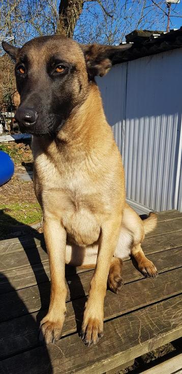 Hondenoppas/katten en honden uitlaten beschikbaar voor biedingen