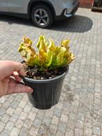 Sarracenia purpurea klein, Ophalen of Verzenden