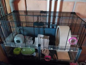 Kooi  voor cavia beschikbaar voor biedingen