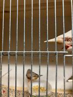 KWEEKRIJPE ZEBRAVINK-JAPAN.MEEUW- DIAMANTDUIFJES, Meerdere dieren, Tropenvogel