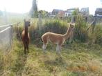 jonge  alpaca's, Mei, Meerdere dieren