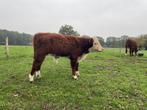 Hereford stierkalf, Dieren en Toebehoren, Mannelijk, 0 tot 2 jaar