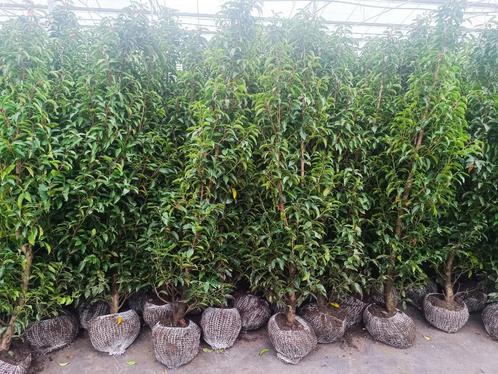 Wegens niet afgehaald terug te koop  slechts 14€ Fijnbladige, Tuin en Terras, Planten | Struiken en Hagen, Haag, Laurier, 100 tot 250 cm