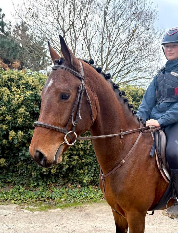 Fantastische ruin, Dieren en Toebehoren, Paarden, Ruin, Zadelmak, 160 tot 165 cm, 3 tot 6 jaar, Springpaard, Met stamboom, Gechipt