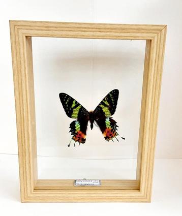 Papillon monté dans un cadre en verre