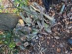 Brandhout niet gedroogd: 2m2 : 75 euro, Tuin en Terras, Brandhout, Ophalen