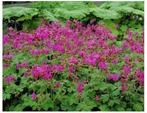 Tuingeranium macrorrhizum, Ophalen, Bodembedekkers, Vaste plant, Halfschaduw