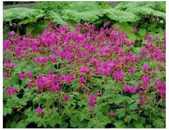 Tuingeranium macrorrhizum, Tuin en Terras, Planten | Tuinplanten, Vaste plant, Bodembedekkers, Halfschaduw, Zomer, Ophalen