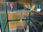 Parkieten, Dieren en Toebehoren, Parkiet