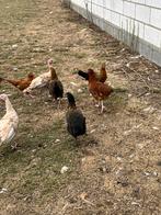 Jonge legkippen, Dieren en Toebehoren