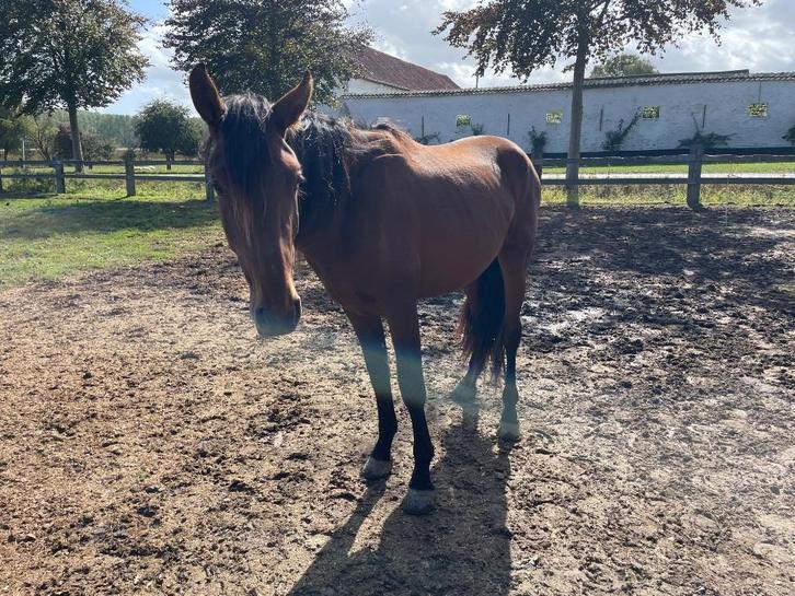 2 jarige hengst te koop, Dieren en Toebehoren, Paarden, Hengst, Onbeleerd, 0 tot 2 jaar, Gechipt, Ontwormd, Ingeënt