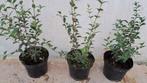 Osmanthus burkwoodii 3 liter STUNTPRIJS 4€, Enlèvement, Autres espèces, Haie, Moins de 100 cm