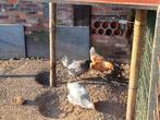 Jonge legkippen, Dieren en Toebehoren, Pluimvee, Kip