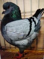 Duivenkoning, Dieren en Toebehoren, Vogels | Duiven, Meerdere dieren, Overige soorten