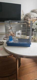 Cage algérienne pour chardonneret ou canaris, Animaux & Accessoires