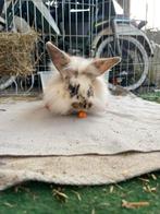 Ram dwergkonijn, Dieren en Toebehoren, Konijnen