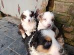 Mooie border collie pups te koop, Dieren en Toebehoren, Honden | Herdershonden en Veedrijvers, België, CDV (hondenziekte), 8 tot 15 weken