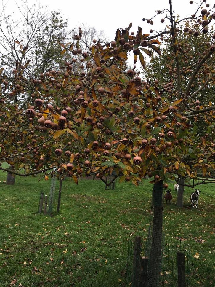 Bio mispels, Diversen, Levensmiddelen, Ophalen