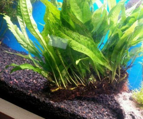 Javavaren java plant, Dieren en Toebehoren, Vissen | Aquaria en Toebehoren, Gebruikt, Plant(en), Steen of Hout, Ophalen of Verzenden