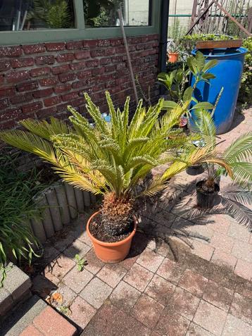 Vredespalm Cycas revoluta beschikbaar voor biedingen