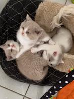 Brits korthaar kittens, Animaux & Accessoires, Vermifugé, Chatte ou Chat, 0 à 2 ans