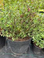 Salvia arenal, Tuin en Terras, Ophalen
