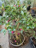 Bonsai. Camellia sasanqua 'Shishigashira'., Tuin en Terras, Planten | Tuinplanten, Ophalen