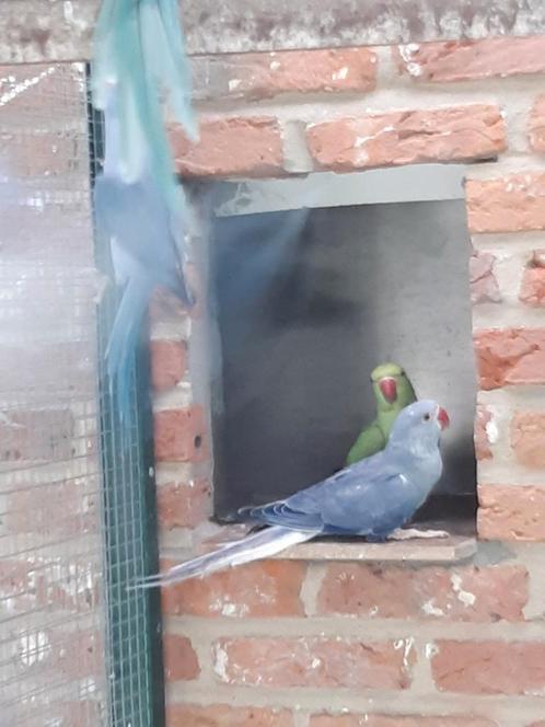 Halsband parkieten, Dieren en Toebehoren, Vogels | Parkieten en Papegaaien