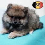 Zachte Keesjes pups te koop, Dieren en Toebehoren, Honden | Poolhonden, Keeshonden en Oertypen, België, Keeshond, Handelaar, CDV (hondenziekte)