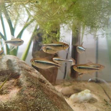Zwarte neon - Hyphessobrycon herbertaxelrodi (17) beschikbaar voor biedingen