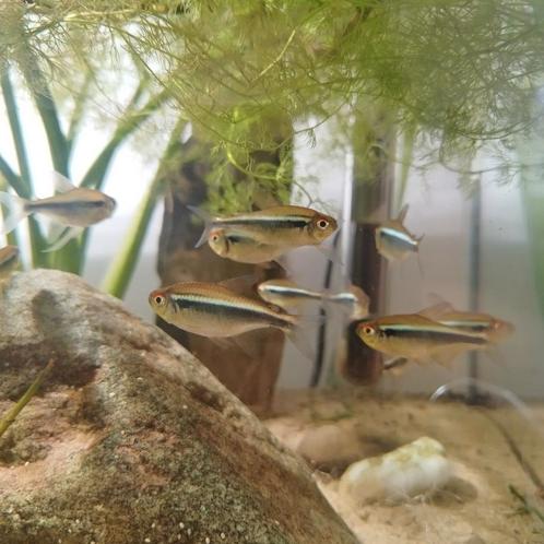 Zwarte neon - Hyphessobrycon herbertaxelrodi (17), Dieren en Toebehoren, Vissen | Aquariumvissen
