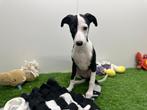 Whippet pups, België, Overige rassen, 8 tot 15 weken, CDV (hondenziekte)