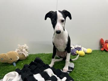 Chiots Whippet, Parvovirose, Autres races, Plusieurs, Belgique
