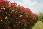Photinia fraseri "Red Robin" / Glansmispel, Ophalen, Haag