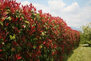 Photinia fraseri "Red Robin" / Glansmispel beschikbaar voor biedingen
