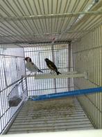 Couple chardonnerets, Animaux & Accessoires