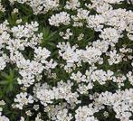 Liriope , Lavendel , kniphofia, Ophalen of Verzenden