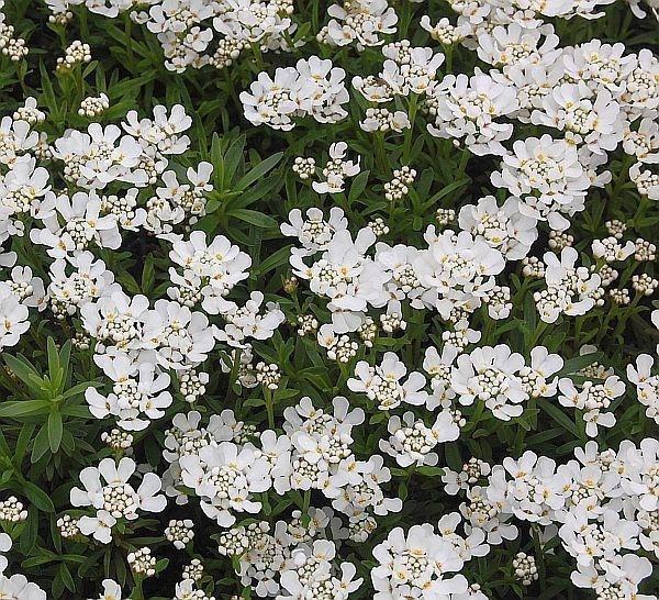 Liriope , Lavendel , kniphofia, Tuin en Terras, Planten | Tuinplanten, Ophalen of Verzenden