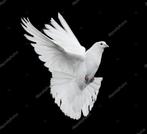 ...URGENT... Sauver un Pigeon sous le Pont de Fragnée, Autres carburants, Utilisé, Moteur hors-bord, Jusqu'à 6 m