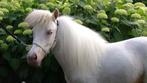 Raszuivere Falabella minipaardjes, Dieren en Toebehoren, Merrie, A pony (tot 1.17m), Gechipt, 3 tot 6 jaar