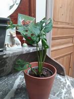 Monstera Monkey Mask, Ophalen, Halfschaduw, In pot, Minder dan 100 cm