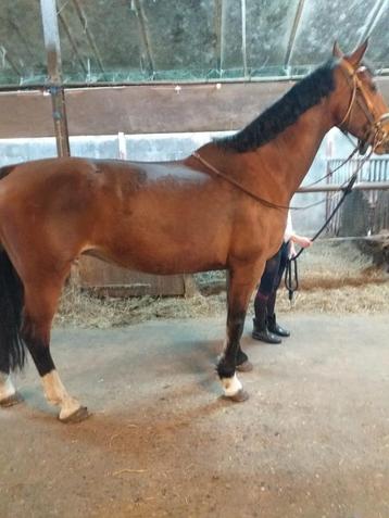 Super leuke recreatie paard beschikbaar voor biedingen