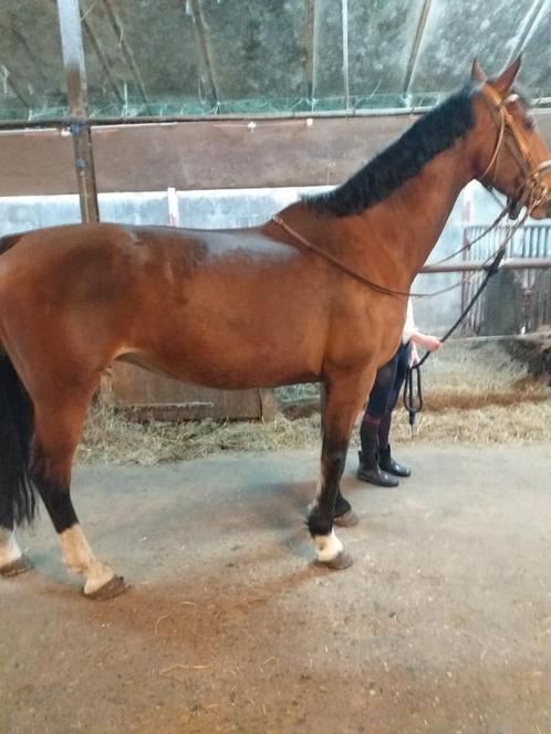 Super leuke recreatie paard, Dieren en Toebehoren, Paarden, Merrie, Zadelmak, 165 tot 170 cm, 11 jaar of ouder, Met stamboom, Gechipt