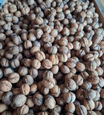 Okkernoten te koop beschikbaar voor biedingen