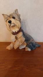 Posture du Pippin et du Yorkshire Terrier, Enlèvement