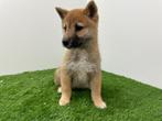 Shiba Inu pups, België, Overige rassen, 8 tot 15 weken, CDV (hondenziekte)